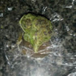 Meet your Posher, Antoinette